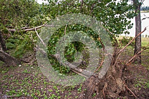 The tree was destroyed by the storm`s intensity