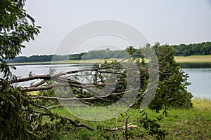 The tree was destroyed by the storm`s intensity