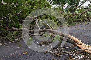 The tree was destroyed by the storm`s intensity