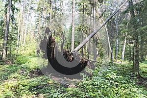 a tree was felled in the forest from a strong wind. Storm damage