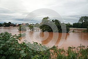 The tree was flooded by heavy rain leaving crops stressed from too much water and water damaged.