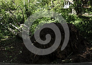 This tree was knocked down by a storm. The tremendous force has brought the roots of the tree up from the ground. photo