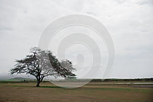 Tree was taken in Oahu island, America. Oahu is known a tropical island located in Hawaii, United States. In summer time, internat