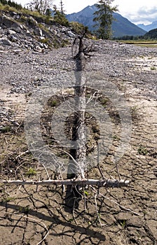 Tree washed ashore