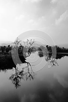 Tree on the water