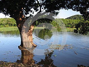 Un albero Acqua 