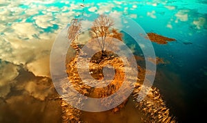 Tree and water aerial view