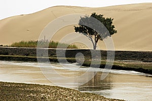 A tree by the water and desert photo