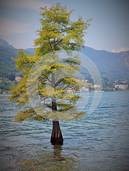 Tree in the water of Lago Maggiore in the Italian Alps