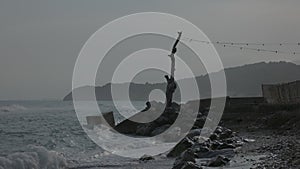 Tree at water's edge in Sitges, near Barcelona, Spain