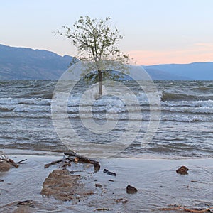 Tree in water with splashing waves on tree trunk