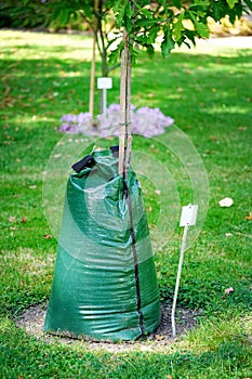 Tree watering irrigation bag on the tree full of water, tree bag irrigation bag for watering trees