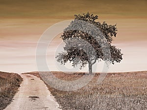 Tree at a way