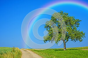 Tree on a way with a rainbow