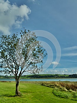 The tree and the welsh landscape