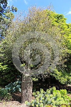 The tree in Werribee park ,melbourne,australia