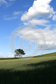 Tree in Wheat Field