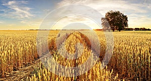 Tree and wheat field