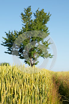 Tree, wheat field and path