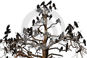 Tree which beset Ravens