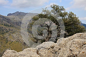 The tree which grows on a mountainside. Majorca, Spain. 27 august 2013