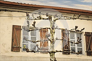 Tree which has been pruned in a espalier style