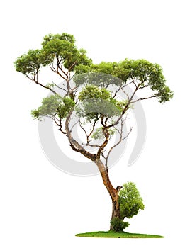 Tree on white background