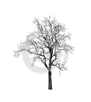 Deadtree isolated on a white background