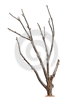 Tree on white background