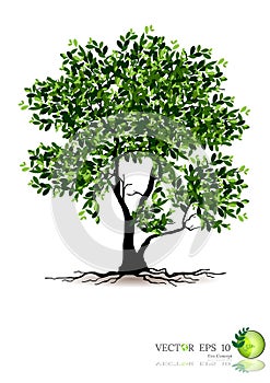 Tree on white background