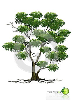 Tree on white background