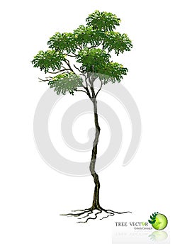 Tree on white background