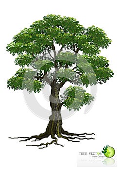 Tree on white background