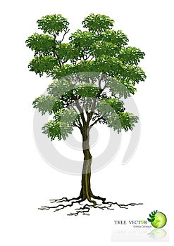 Tree on white background