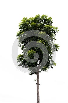 Tree with white background