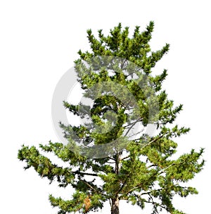 Tree on white background or iolated