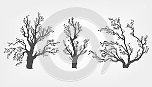 Tree on a white background with leaves