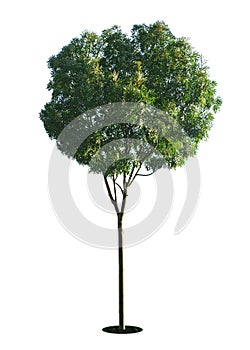 A tree with a white background no10