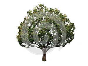 A tree with a white background no13