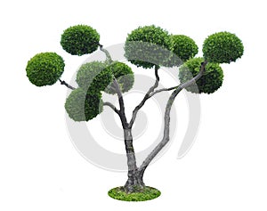 A tree with a white background no8
