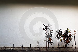 Tree with white background and small branches along