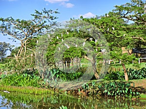 Tree with white birds next to lake