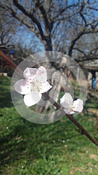 Tree of white flower