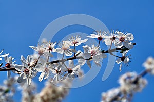 Tree with white flowers against the sky in the spring