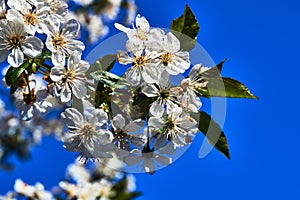 Tree with white flowers against the sky in the spring