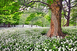 Strom v bielych kvetoch lúka, krása lesnej krajiny