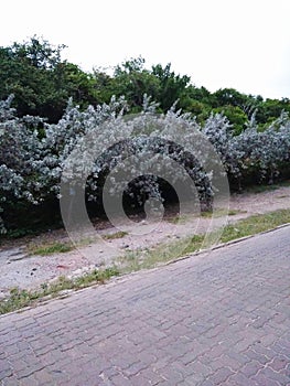 Tree White in Koh Larn