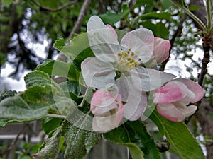 Tree white pink flower