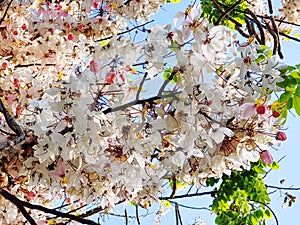 Tree with White and Pink Flowers Against Blue Sky