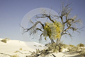 Tree at White Sands National Monument